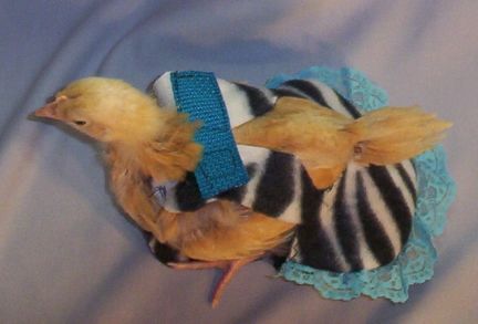 Ellie April Modelling