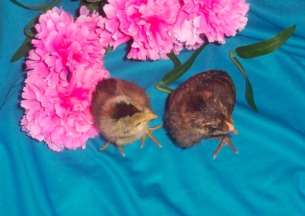 Americana Comparison