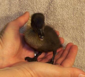 Cayuga Duckling