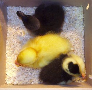 New Duckling Arrivals