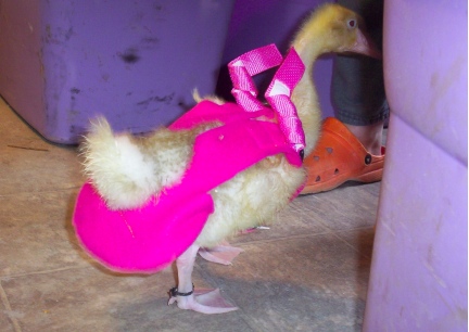 Reusable Goose Diaper