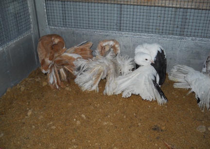 Our New Fantial Pigeons