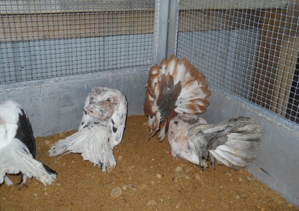 Just Arrived Fantail Pigeons