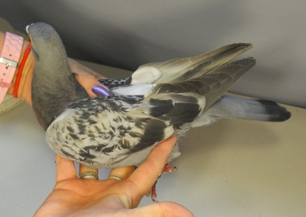 PigeonH1118b 2011-07-23