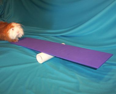 GI P Guinea Agility 101