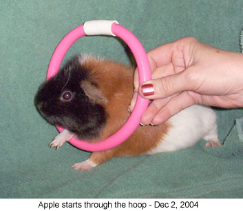 applehoop1 2004-12-02.jpg